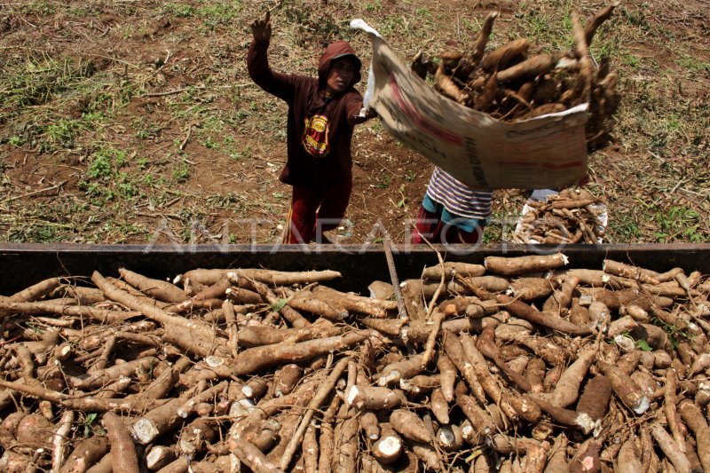 TARGET PRODUKSI UBI KAYU | ANTARA Foto