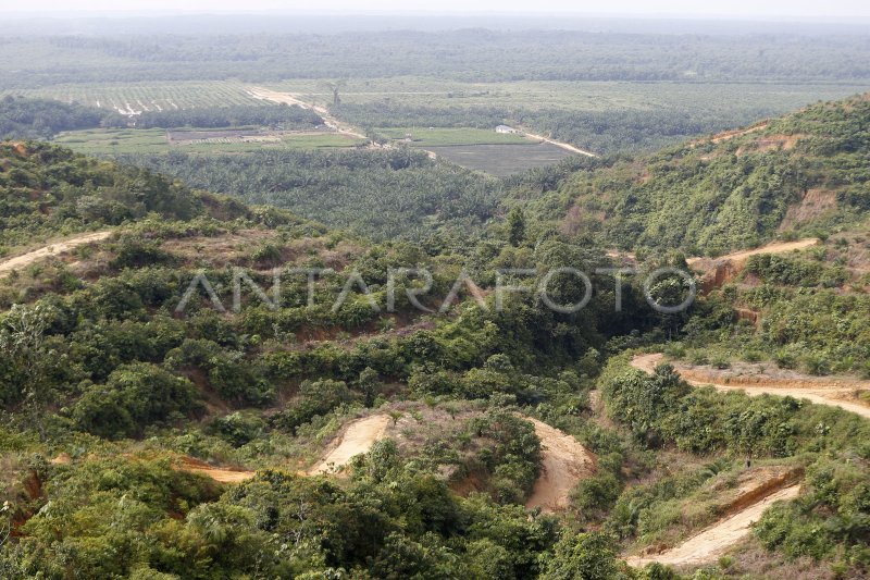 Alih Fungsi Lahan Hutan Antara Foto