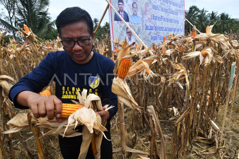 PENGEMBANGAN PETANI PRODUSEN BENIH TANAMAN | ANTARA Foto