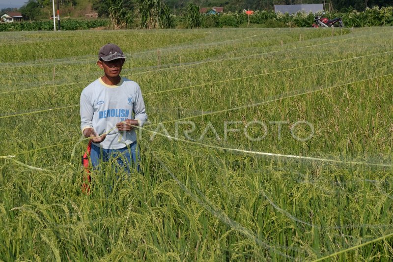 Petani Padi Terancam Gagal Panen Antara Foto Petani Padi Terancam Gagal Panen Antara Foto