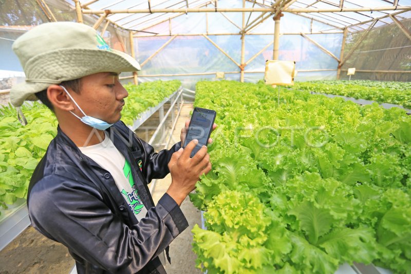 PEMANFAATAN TEKNOLOGI DIGITAL UNTUK PERTANIAN | ANTARA Foto