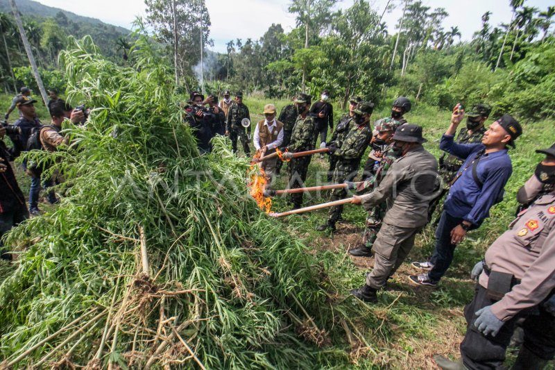 PENGGEREBEKAN LADANG GANJA DI ACEH | ANTARA Foto