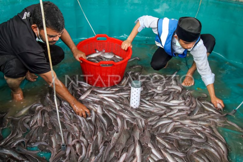 PANEN IKAN LELE BUDIDAYA | ANTARA Foto