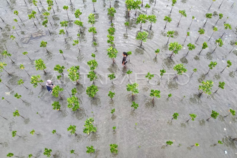 TARGET REHABILITASI MANGROVE NASIONAL | ANTARA Foto