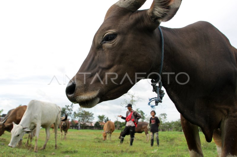 STOK DAGING SAPI AMAN JELANG IDUL ADHA | ANTARA Foto