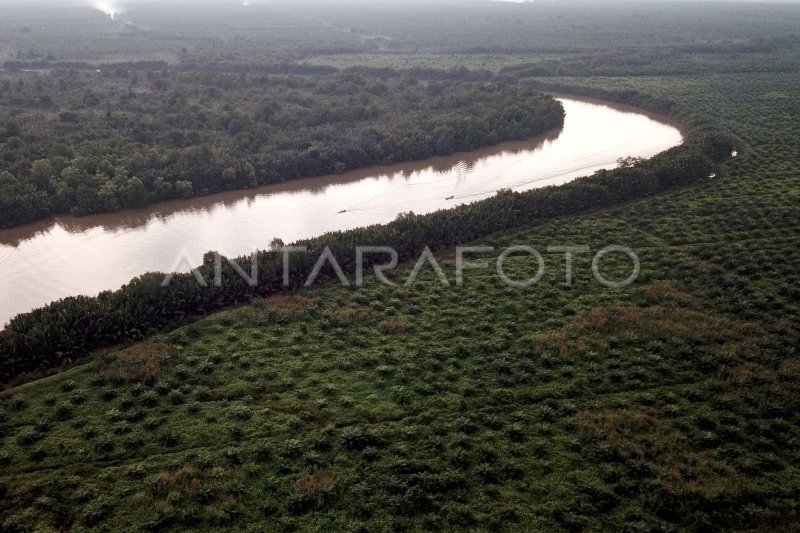 ALIH FUNGSI LAHAN MANGROVE DI JAMBI | ANTARA Foto