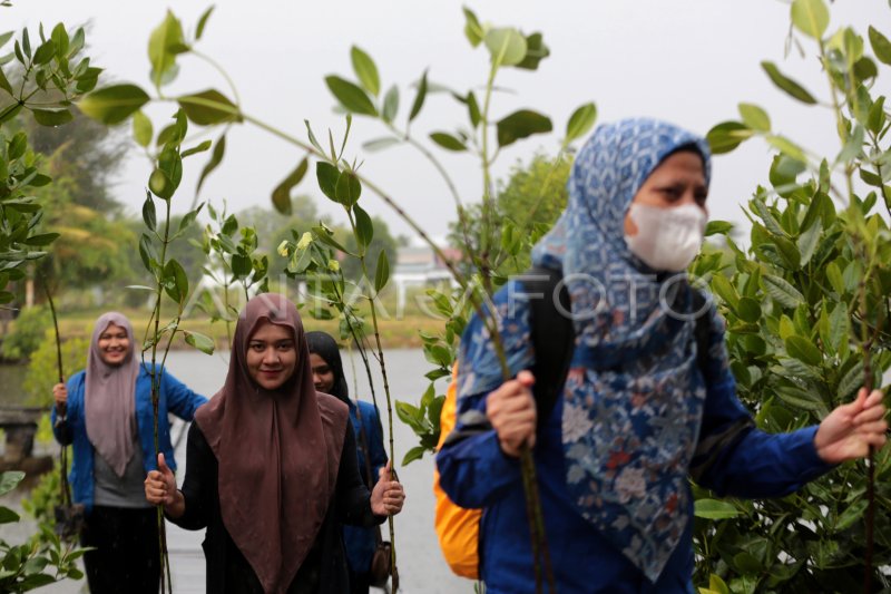 Penanaman Mangrove Di Hutan Kota Antara Foto 