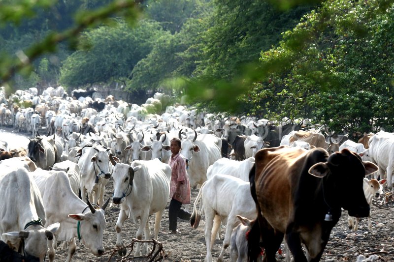 PETERNAKAN SAPI KAMPUNG MERAK SITUBONDO | ANTARA Foto