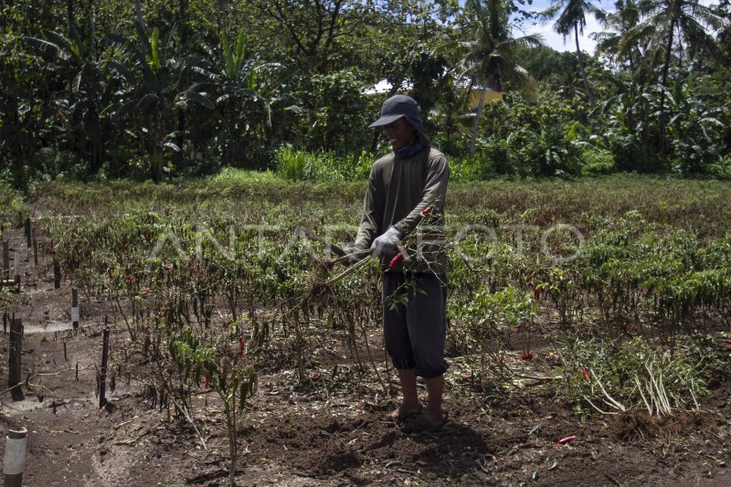 PETANI CABAI GAGAL PANEN AKIBAT BANJIR | ANTARA Foto