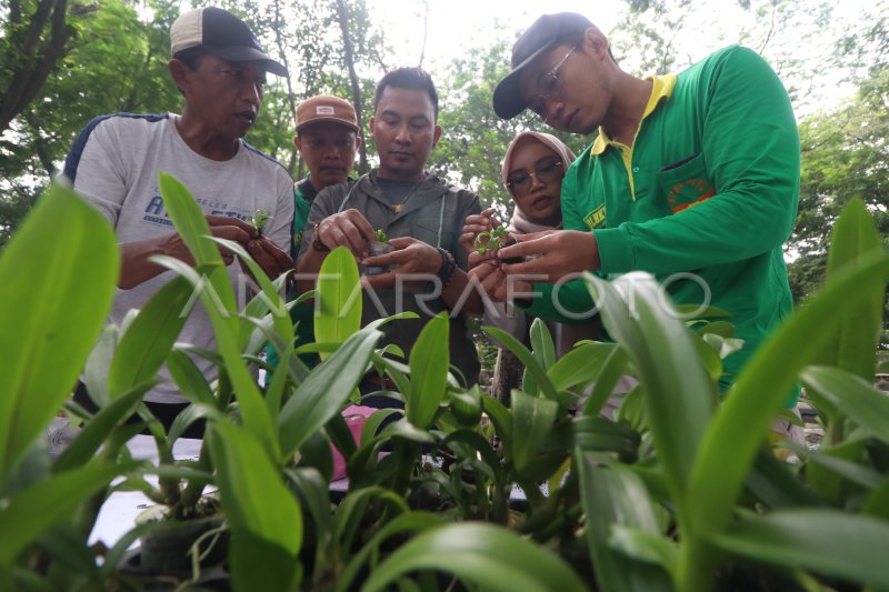 Pelatihan Budidaya Anggrek Masyarakat Perkotaan Antara Foto