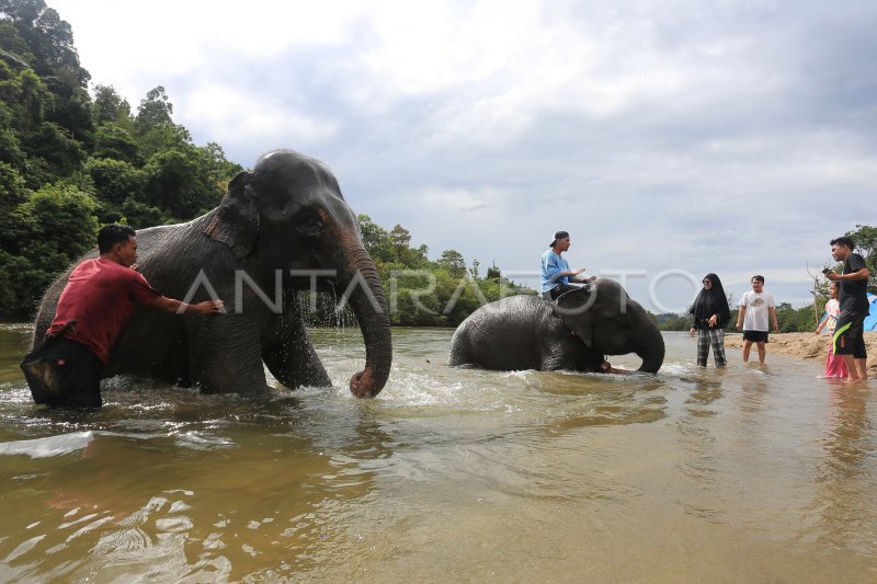 WISATA GAJAH JINAK SUMATERA DI ACEH JAYA