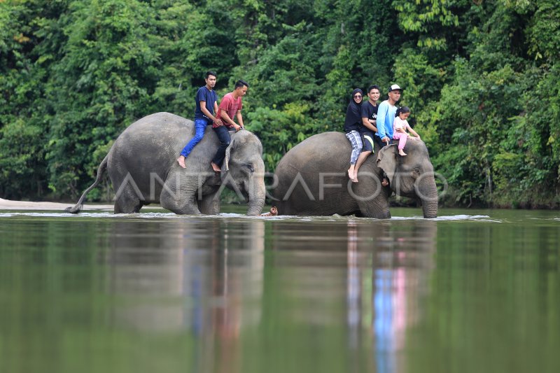 WISATA GAJAH JINAK SUMATERA DI ACEH JAYA