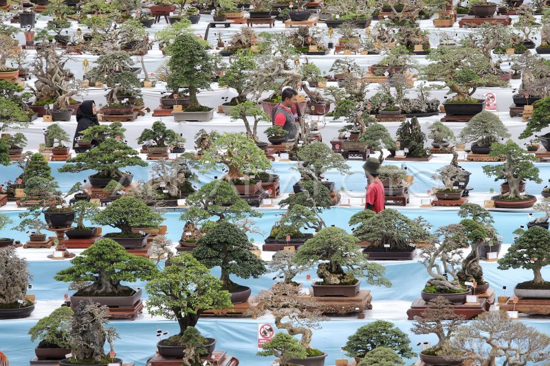 Pameran Dan Kontes Bonsai Tingkat Nasional Di Gresik Antara Foto