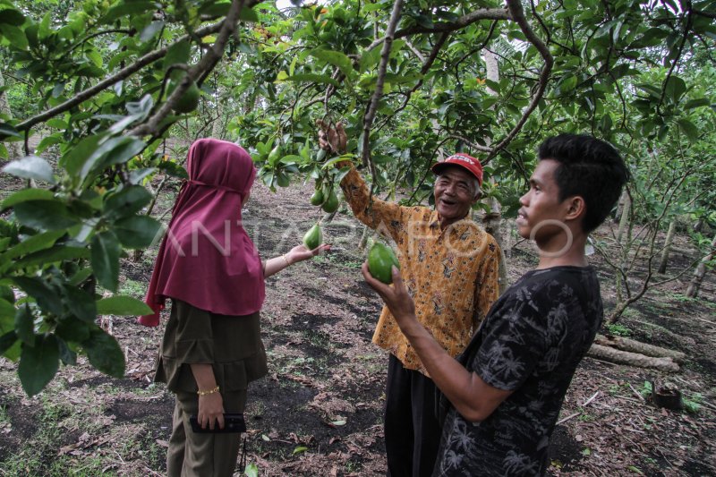 AGROWISATA DAN EDUKASI PETIK BUAH DI PALANGKA RAYA | ANTARA Foto