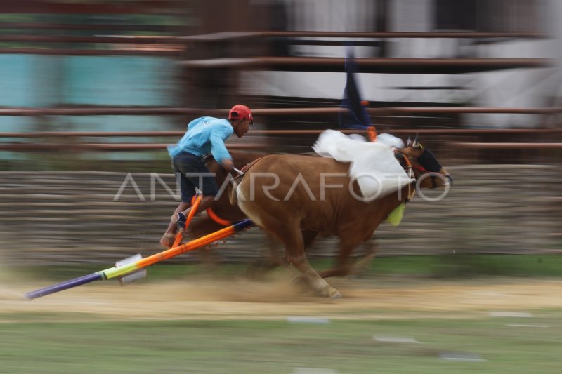 LATIHAN KARAPAN SAPI