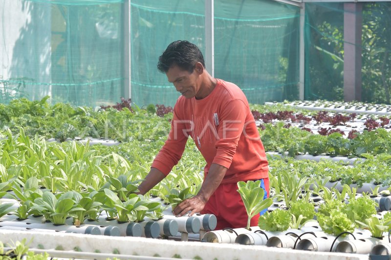 Budidaya Tanaman Hidroponik Di Bantargebang Antara Foto