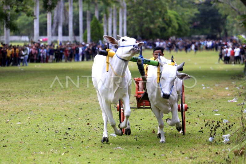 PACUAN RODA SAPI