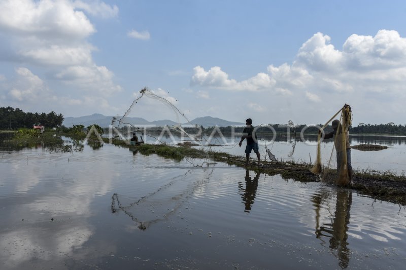 Kawasan Lumbung Padi Dilanda Banjir Antara Foto