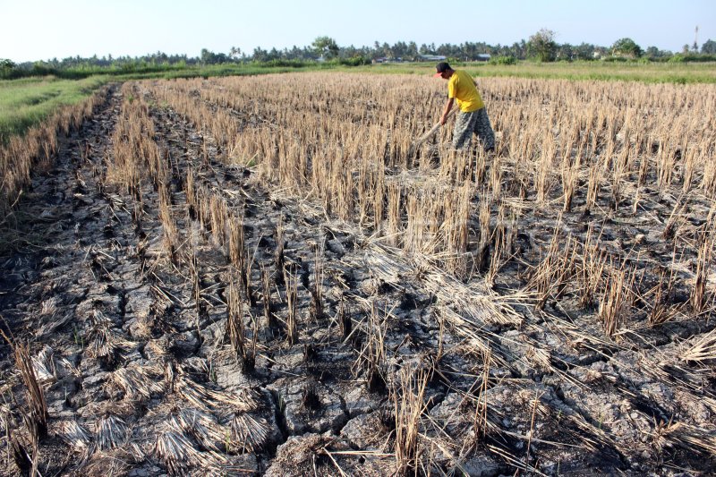 Lahan Pertanian Di Sumut Kekeringan Antara Foto