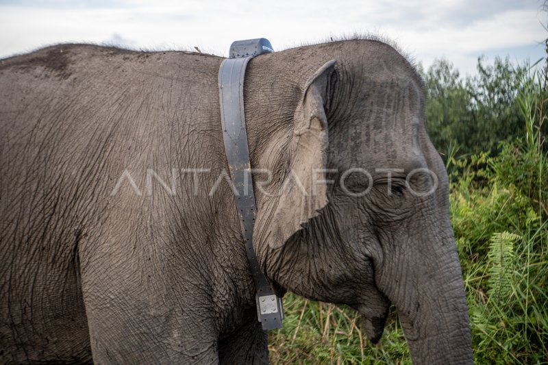 Pemasangan GPS collar Gajah Sumatera di OKI