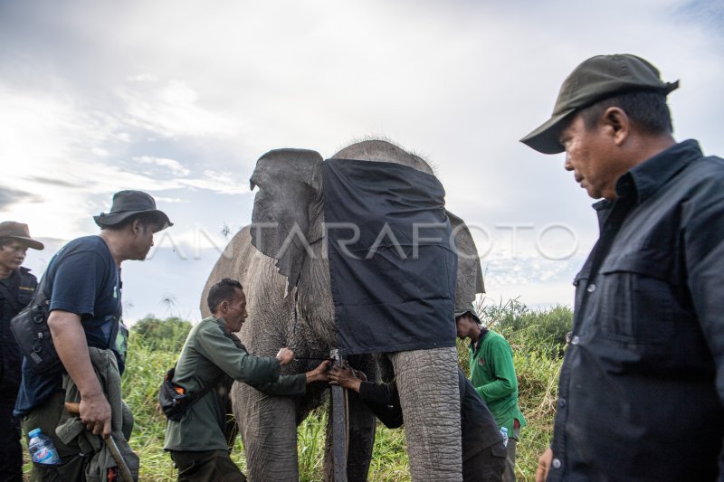 Pemasangan GPS collar Gajah Sumatera di OKI