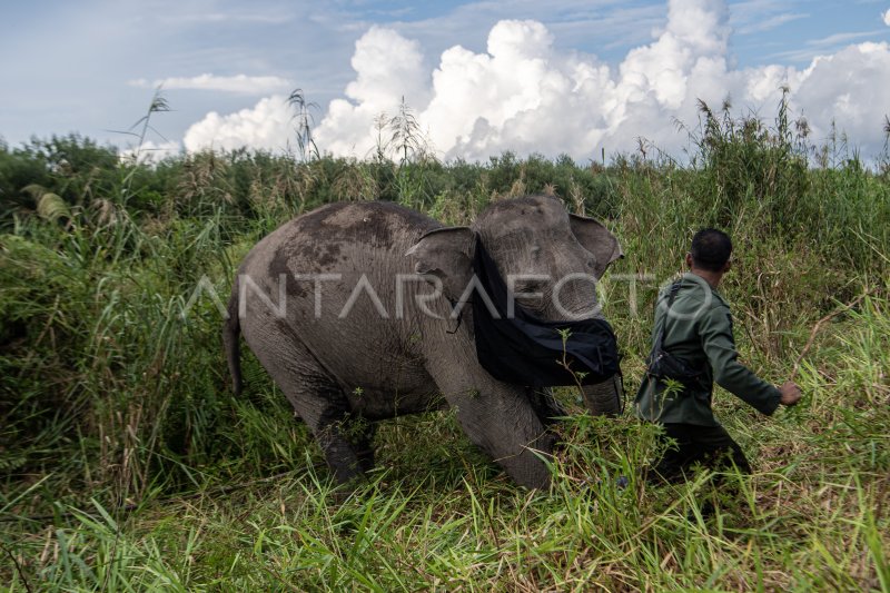 Pemasangan GPS collar Gajah Sumatera di OKI