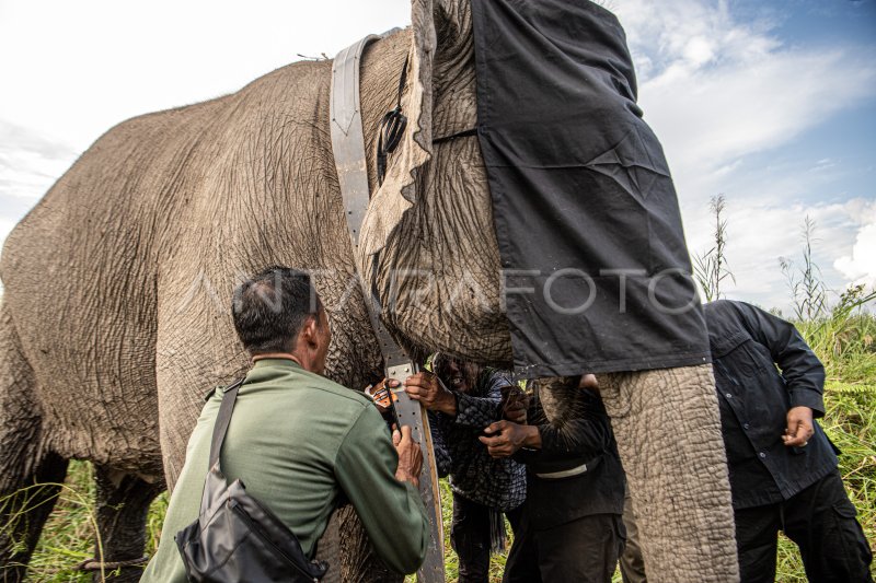 Pemasangan GPS collar Gajah Sumatera di OKI