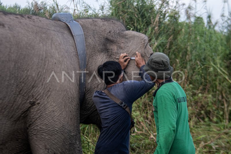 Pemasangan GPS collar Gajah Sumatera di OKI