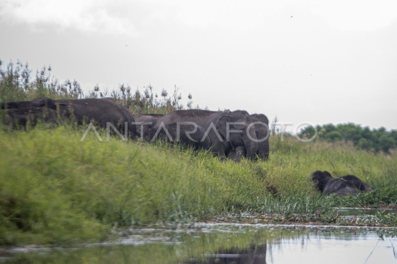 Jumlah Gajah Sumatera di kantong habitat Sugihan-Simpang Heran