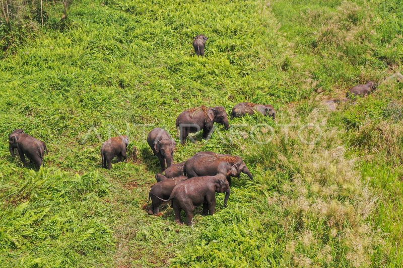 Jumlah Gajah Sumatera di kantong habitat Sugihan-Simpang Heran