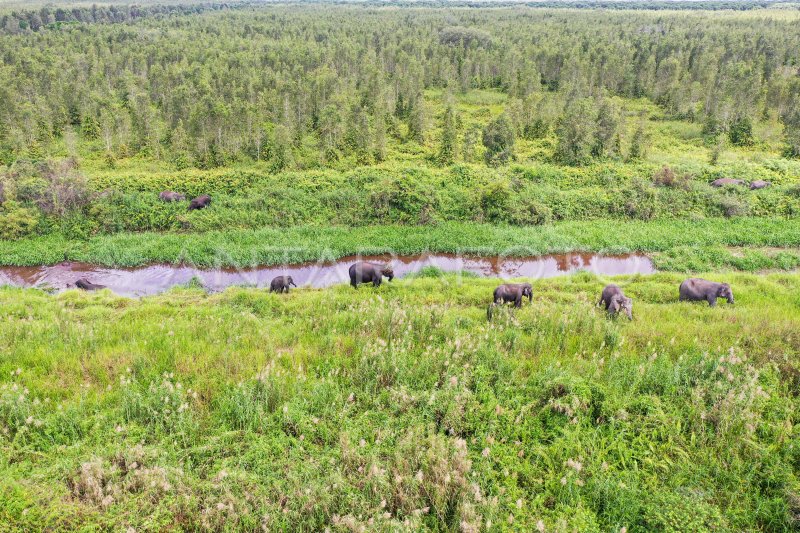 Jumlah Gajah Sumatera di kantong habitat Sugihan-Simpang Heran