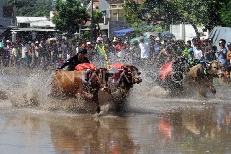 Karapan sapi brujul