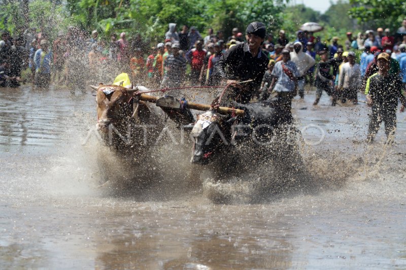 Karapan sapi brujul