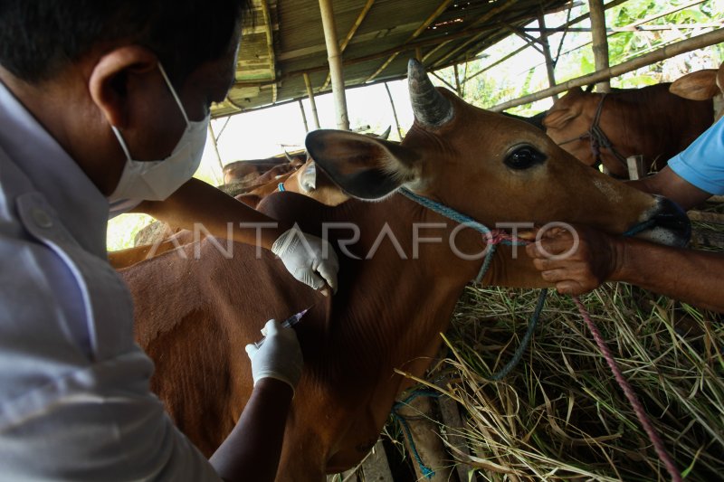 Vaksinasi LSD Dan PMK Sapi Di Surabaya | ANTARA Foto