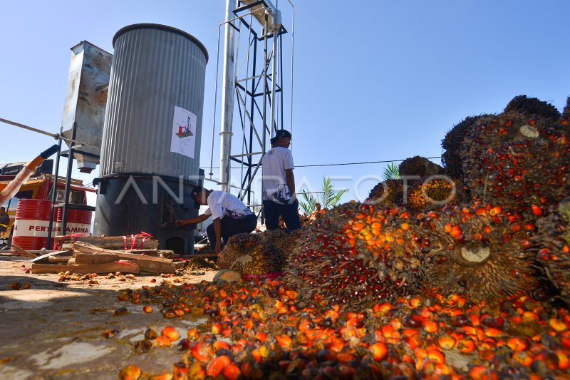 Inovasi Pabrik Mini Minyak Goreng | ANTARA Foto