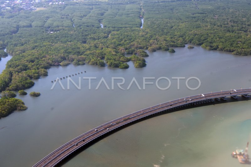 Luas Lahan Mangrove Di Bali Antara Foto