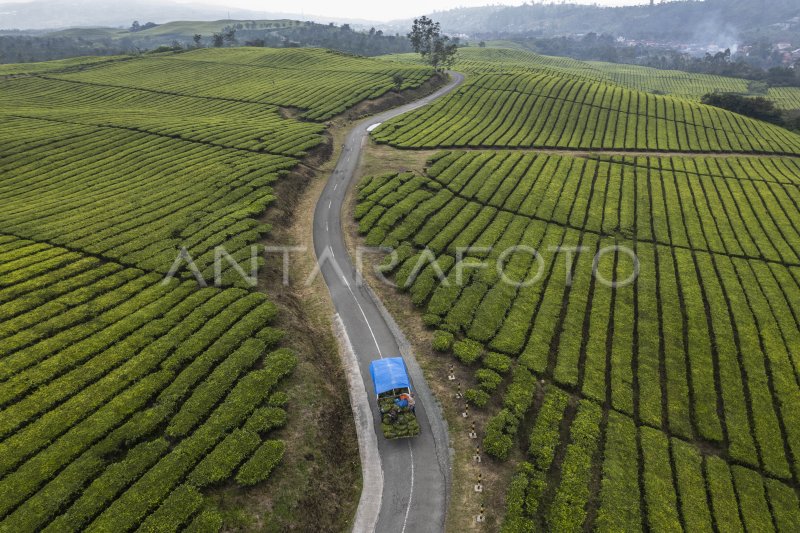 Green gold fragrance from foot Mount Kerinci