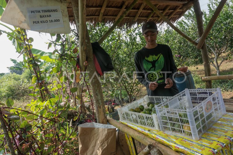 Wisata Petik Jeruk Antara Foto