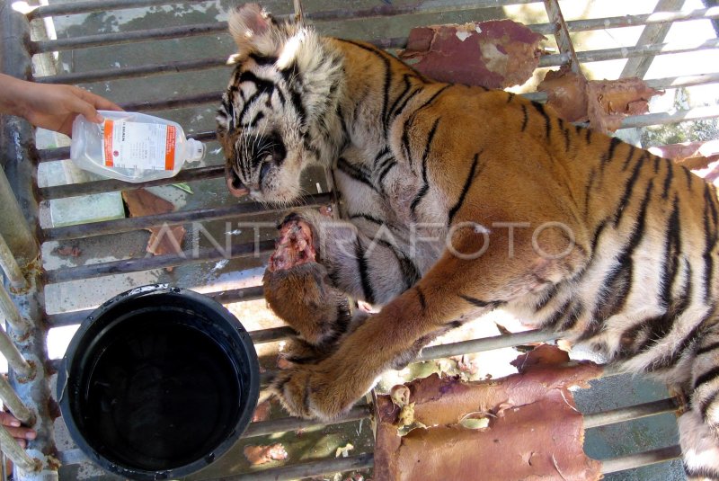 Harimau Sumatera Antara Foto