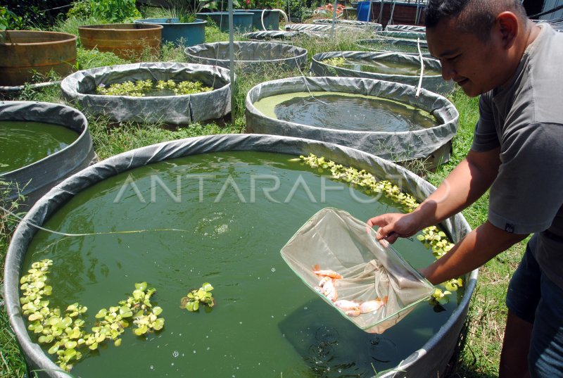 Budidaya Ikan Nila Merah Bangkok Antara Foto