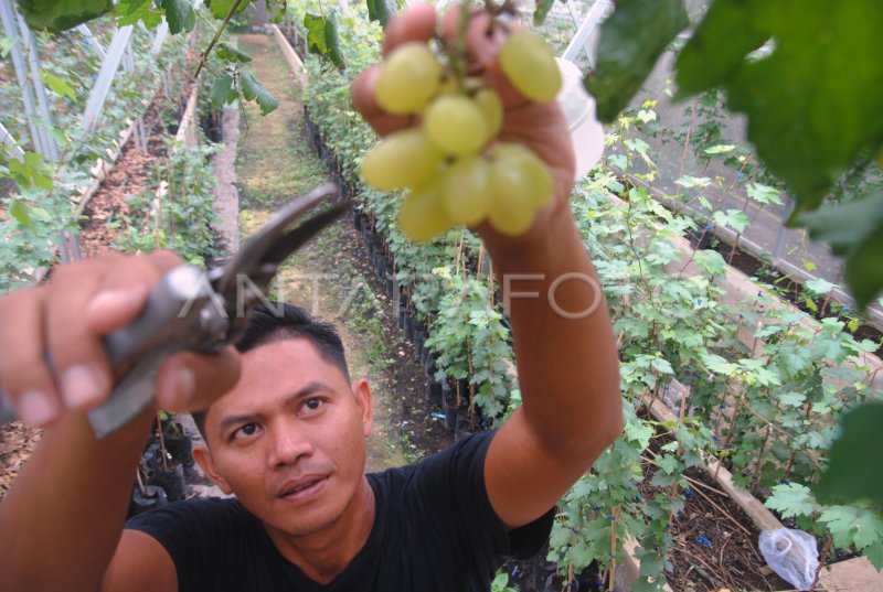 Budidaya Anggur Impor Di Bogor Antara Foto