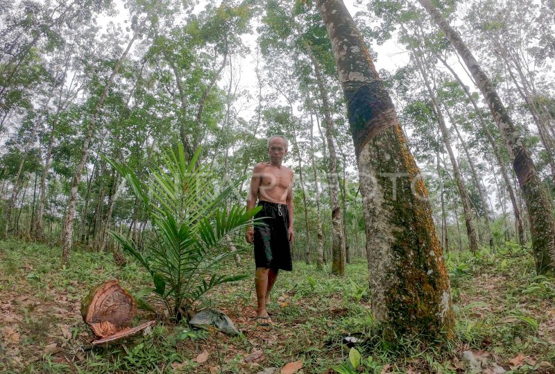 RIBUAN HEKTARE LAHAN KARET BERALIH KE SAWIT | ANTARA Foto