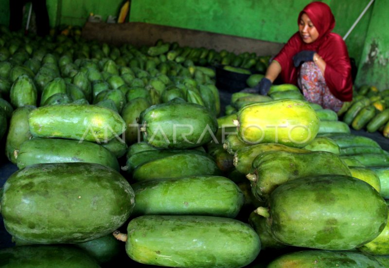 Permintaan Buah Pepaya Meningkat Antara Foto