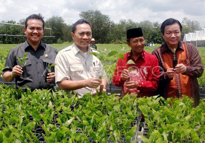 Pembibitan Tanaman Antara Foto