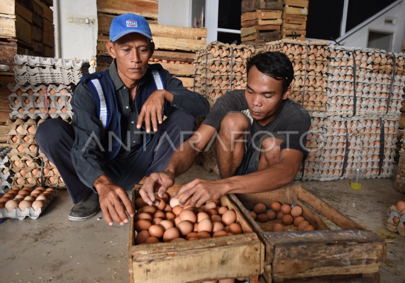 HARGA TELUR AYAM NAIK | ANTARA Foto