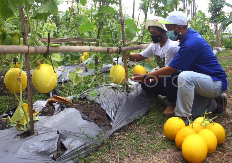 Ide Kreatif Warga Desa untuk Mengubah Lahan Tidur Menjadi Produktif