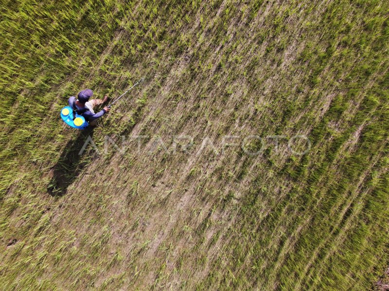 Panen Padi Terancam Gagal Di Konawe Selatan Antara Foto